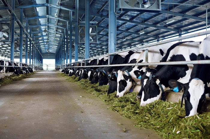 Xây dựng trang trại chăn nuôi bò sữa Vinamilk Hà Tĩnh